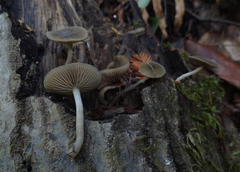 Simocybe centunculus var. centunculus image