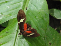 Heliconius clysonymus