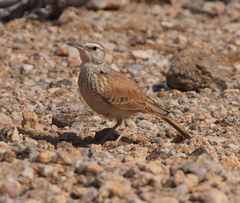 Certhilauda subcoronata