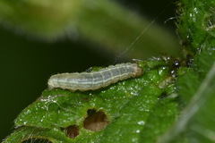 Operophtera fagata