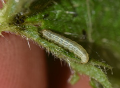 Operophtera fagata