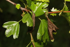 Monilinia johnsonii