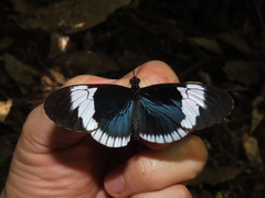 Heliconius sapho sapho
