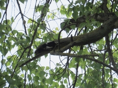 Dendrocopos syriacus