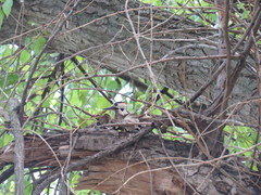 Dendrocopos syriacus