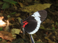 Heliconius sapho sapho