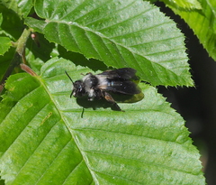 Andrena danuvia
