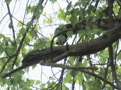 Dendrocopos syriacus