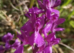 Anacamptis × alata