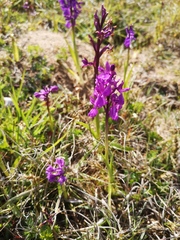 Anacamptis × alata
