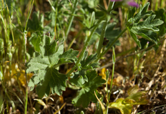 Sidalcea ranunculacea