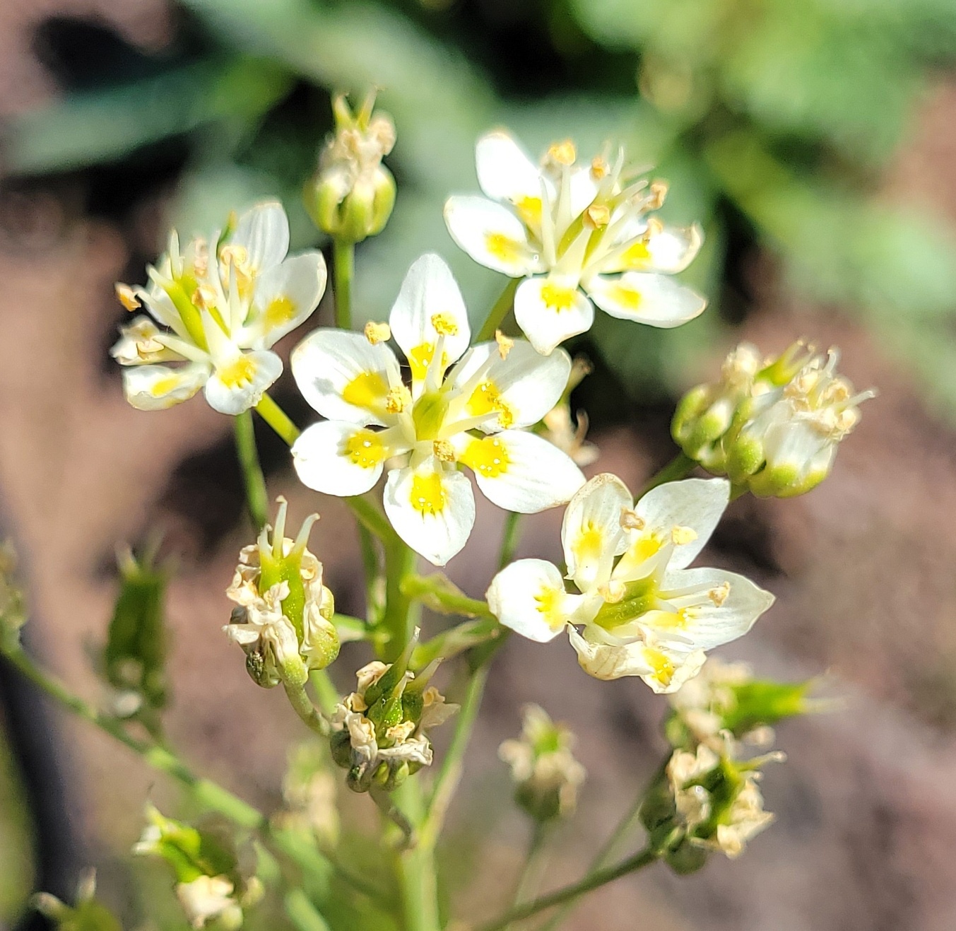 Melanthiaceae