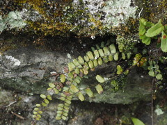 Asplenium tripteropus
