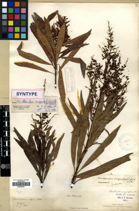 Wendlandia angustifolia