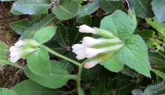 Symphytum brachycalyx