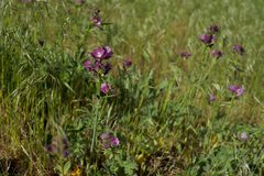 Sidalcea ranunculacea