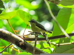 Ornithion semiflavum