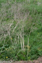 Angelica atropurpurea