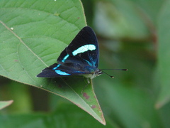Diaethria euclides
