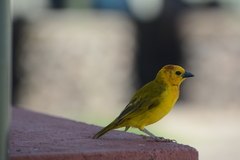 Ploceus castaneiceps