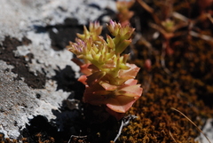 Phedimus stellatus