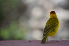 Ploceus castaneiceps