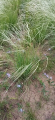Stipa lessingiana