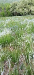 Stipa lessingiana