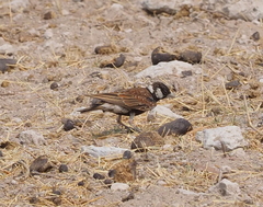 Eremopterix leucotis hoeschi