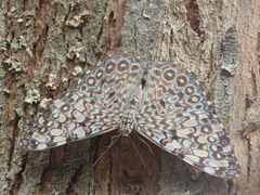 Hamadryas feronia farinulenta