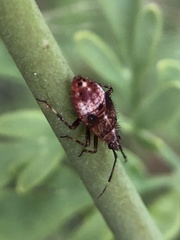 Deraeocoris flavilinea