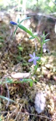 Legousia scabra
