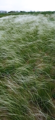 Stipa lessingiana