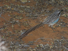 Uratelornis chimaera