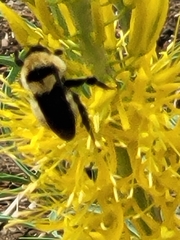 Bombus fervidus