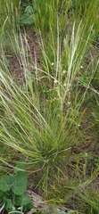 Stipa lessingiana