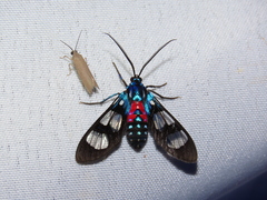 Cosmosoma regia