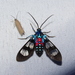 Cosmosoma regia - Photo (c) Lepidoptera Colombiana 🇨🇴,  זכויות יוצרים חלקיות (CC BY-NC), הועלה על ידי Lepidoptera Colombiana 🇨🇴