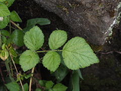 Rubus incanus