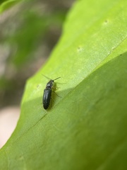 Limonius basilaris