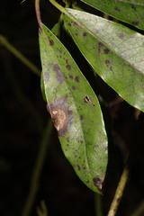 Chuppomyces handelii