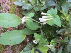 Symphytum brachycalyx
