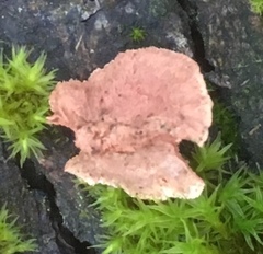 Hapalopilus rutilans