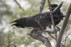 Corvus palmarum palmarum