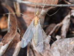 Tipula lunata