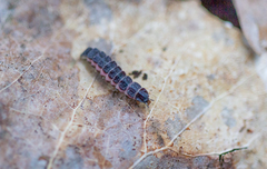 Phosphaenus hemipterus