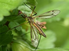 Tipula vernalis