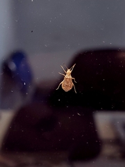 Aufeius impressicollis