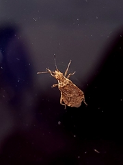 Aufeius impressicollis