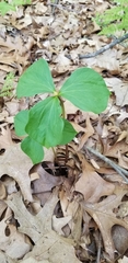 Trillium erectum